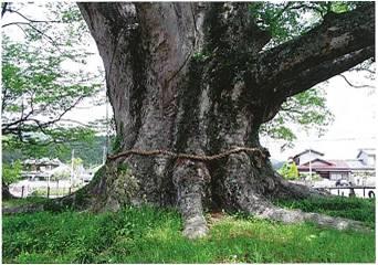 自然の生気と美しさ『欅』について