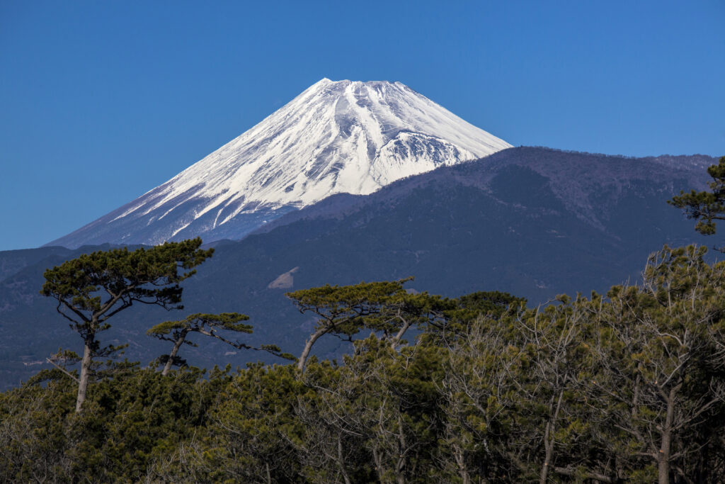 静岡の千本松原