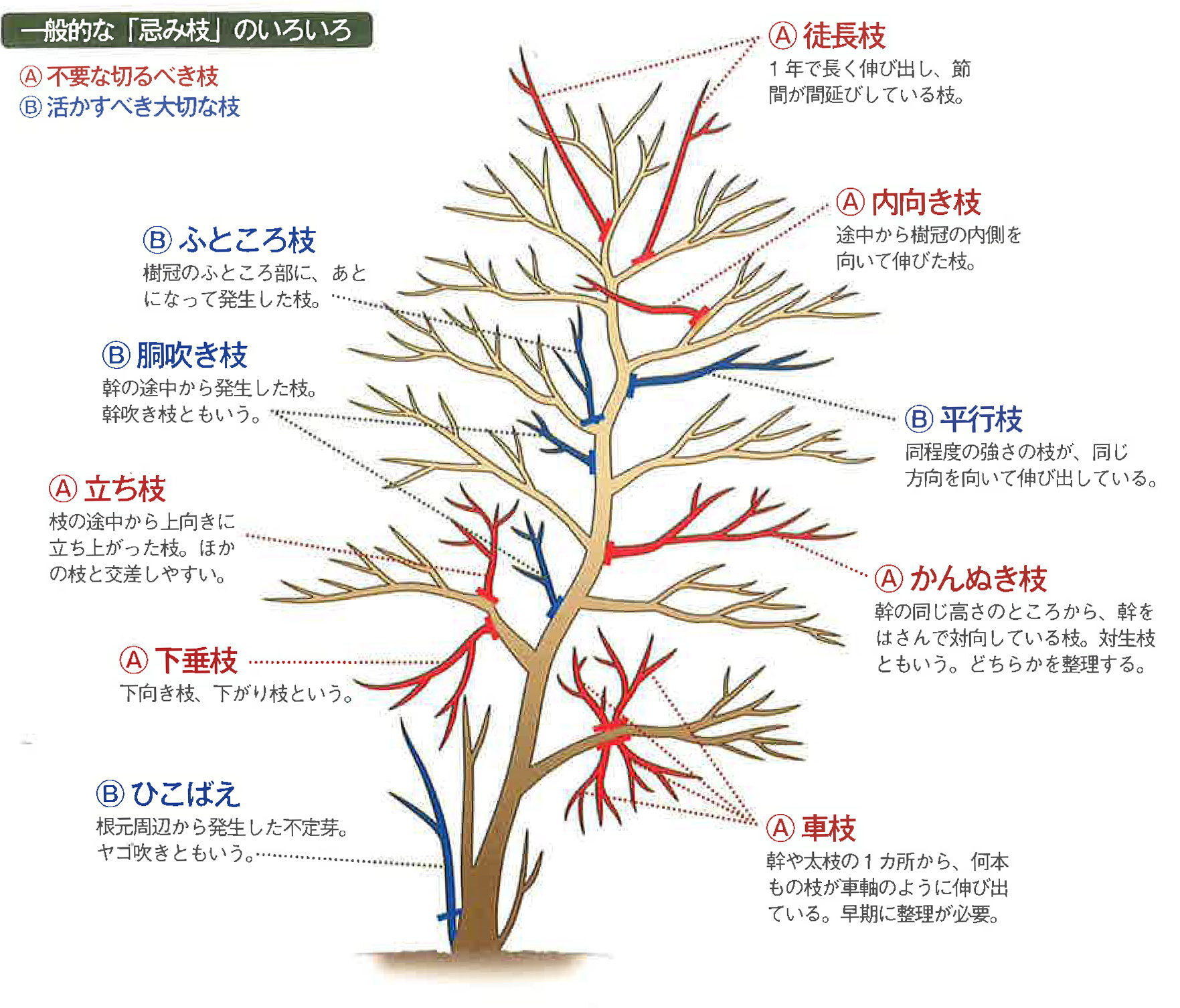 剪定が良ければ庭は20年後も変わらない。 | 手で刻む、年月を超える木の家。有限会社丸晴工務店