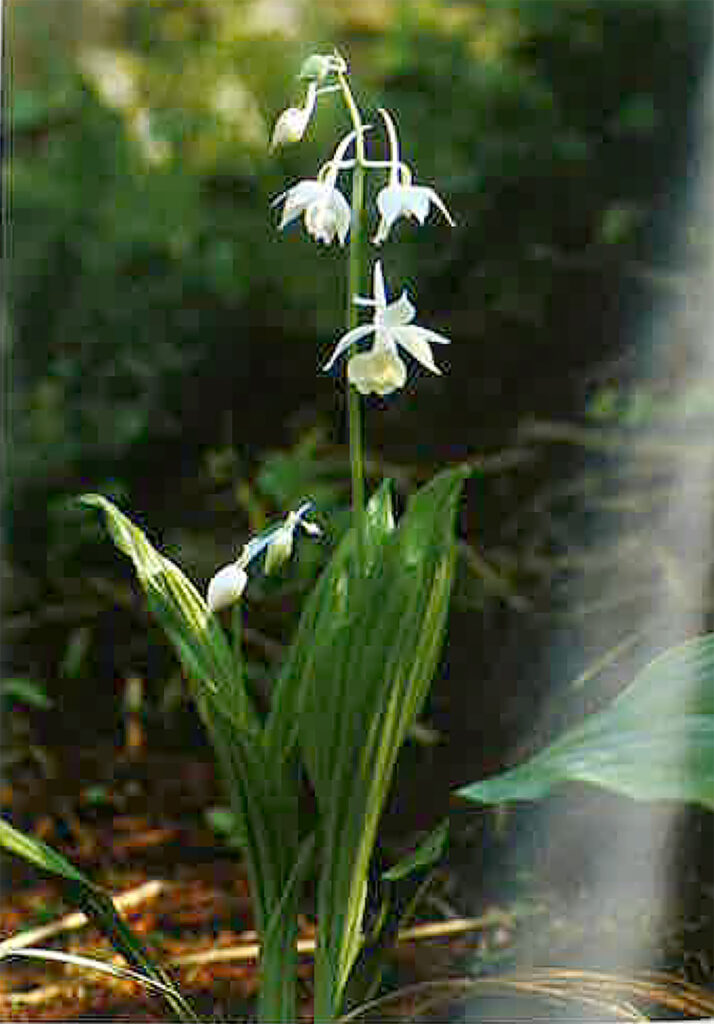 ●えびね欄　２４８　交配初花　山野草エビネラン Yahoo!オークション -「エビネ蘭」(花、園芸) の落札相場・落札価格